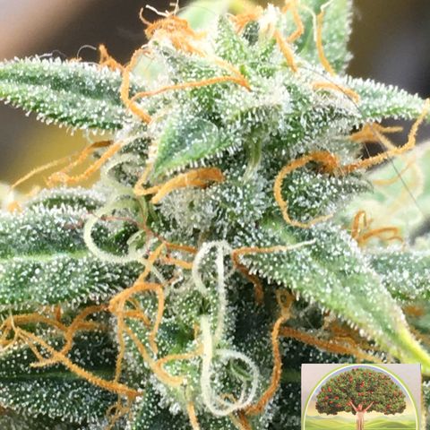 #epicgrowoff growlog timeline photo
