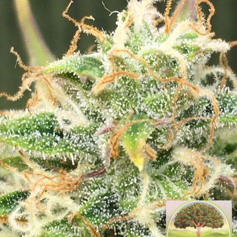 #epicgrowoff growlog timeline photo