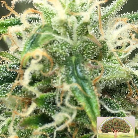 #epicgrowoff growlog timeline photo