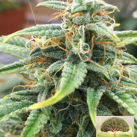 #epicgrowoff growlog timeline photo