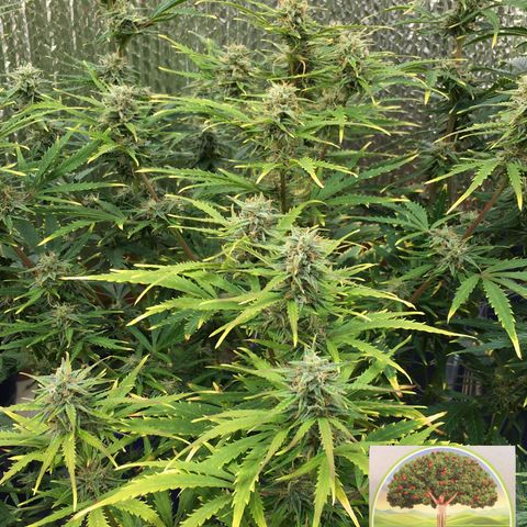 #epicgrowoff growlog timeline photo