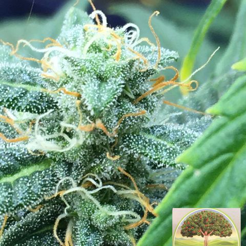 #epicgrowoff growlog timeline photo