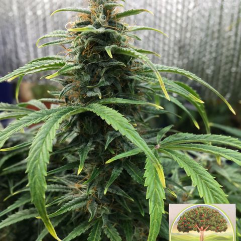 #epicgrowoff growlog timeline photo