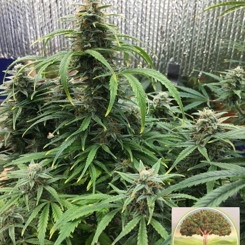 #epicgrowoff growlog timeline photo