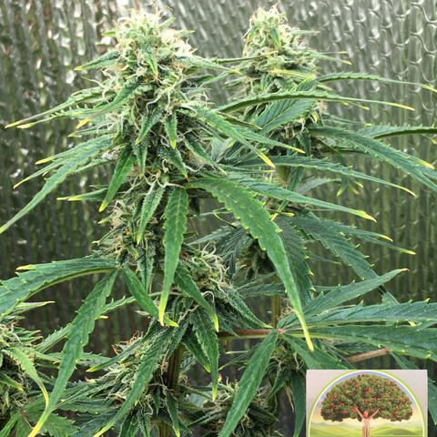 #epicgrowoff growlog timeline photo