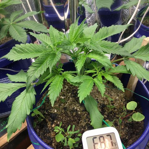Bruce Banner growlog timeline photo