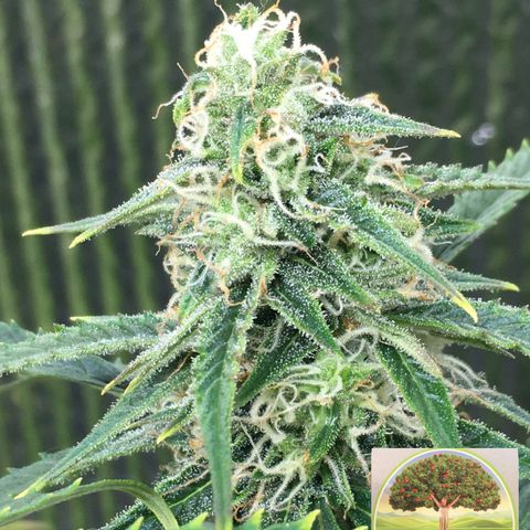 #epicgrowoff growlog timeline photo