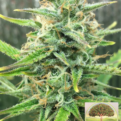 #epicgrowoff growlog timeline photo