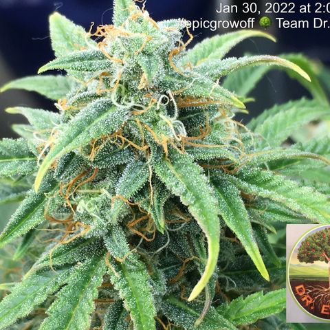 #epicgrowoff growlog timeline photo
