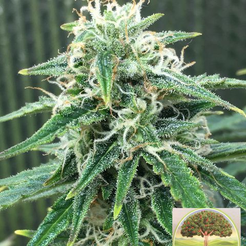 #epicgrowoff growlog timeline photo