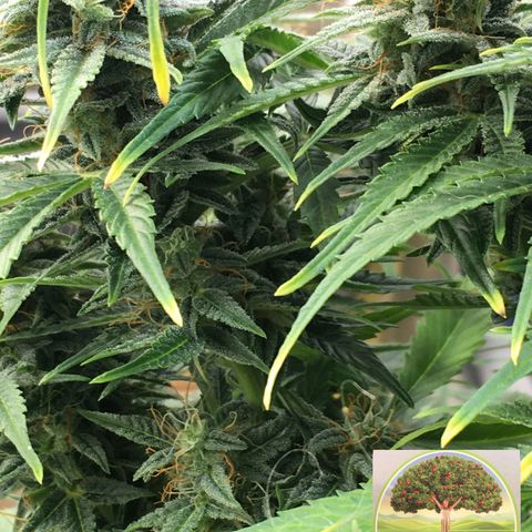 #epicgrowoff growlog timeline photo