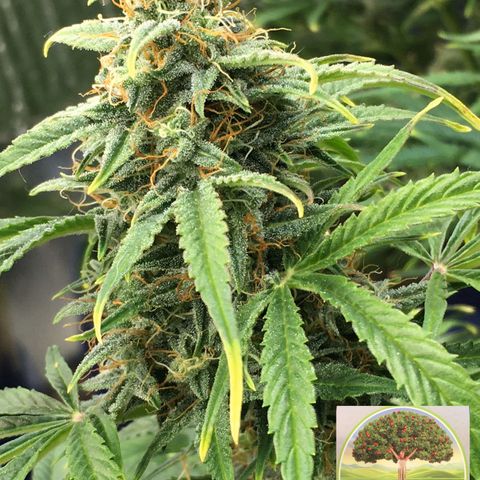 #epicgrowoff growlog timeline photo