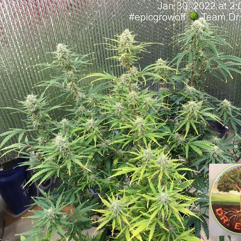 #epicgrowoff growlog timeline photo