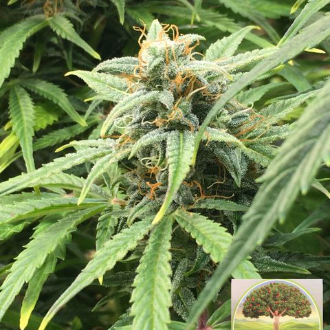 #epicgrowoff growlog timeline photo