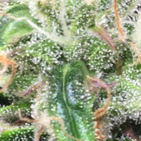 #epicgrowoff growlog timeline photo