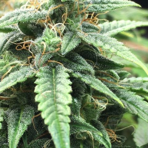 #epicgrowoff growlog timeline photo