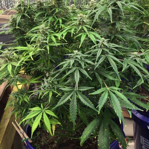 #epicgrowoff growlog timeline photo