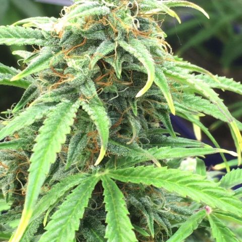 #epicgrowoff growlog timeline photo