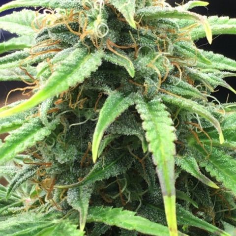 #epicgrowoff growlog timeline photo