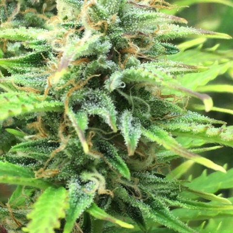#epicgrowoff growlog timeline photo