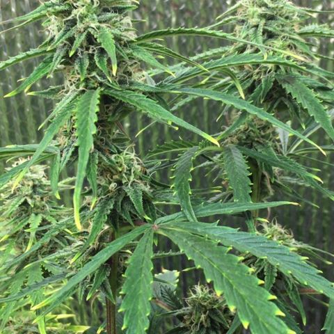 #epicgrowoff growlog timeline photo