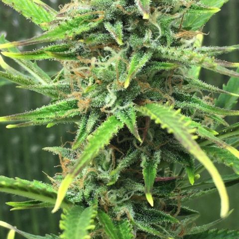 #epicgrowoff growlog timeline photo