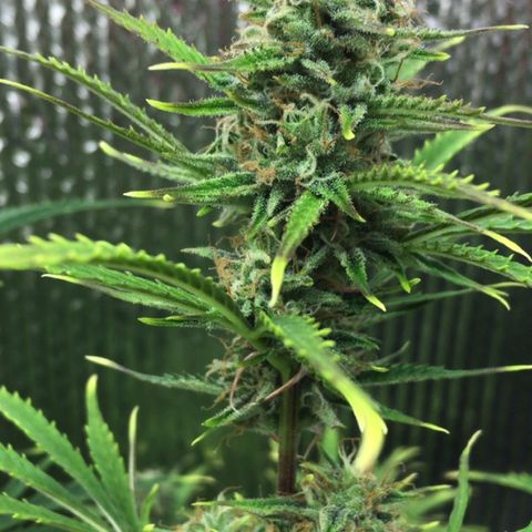 #epicgrowoff growlog timeline photo
