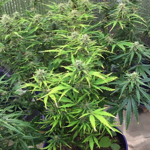 #epicgrowoff growlog timeline photo