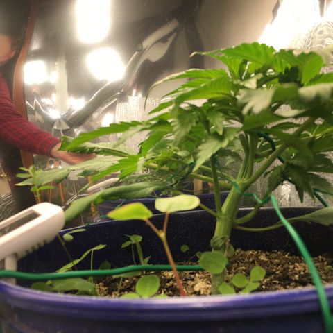 Bruce Banner growlog timeline photo