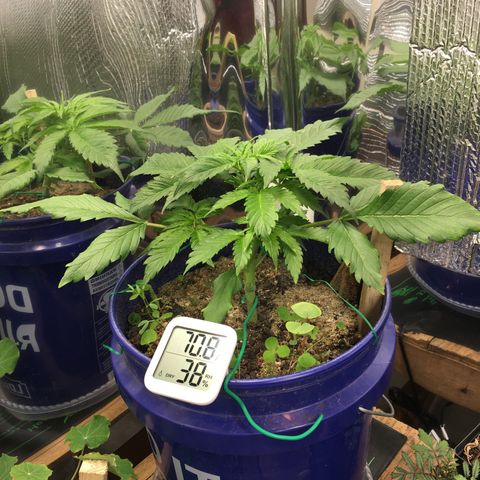 Bruce Banner growlog timeline photo