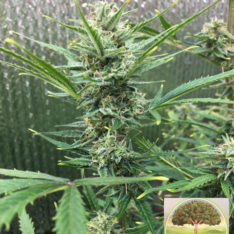 #epicgrowoff growlog timeline photo