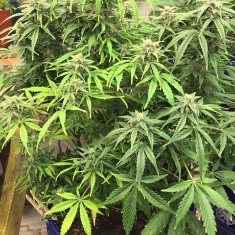 #epicgrowoff growlog timeline photo