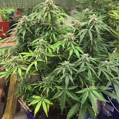#epicgrowoff growlog timeline photo