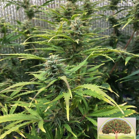 #epicgrowoff growlog timeline photo