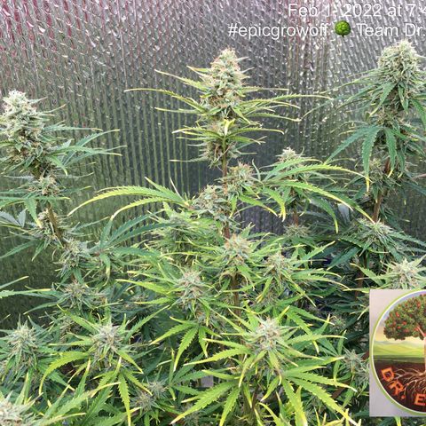 #epicgrowoff growlog timeline photo