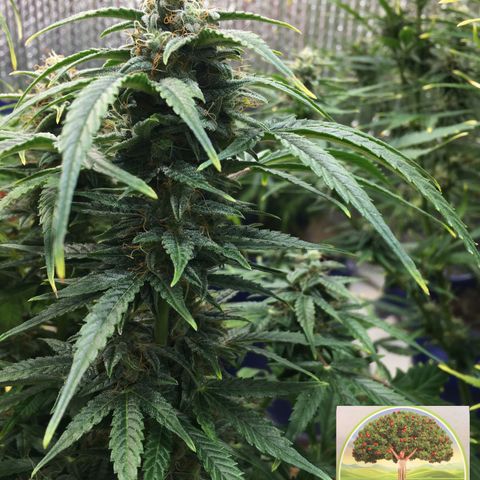 #epicgrowoff growlog timeline photo
