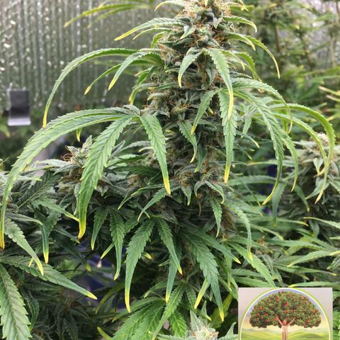 #epicgrowoff growlog timeline photo