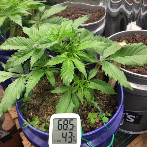 Bruce Banner growlog timeline photo