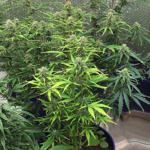 #epicgrowoff growlog timeline photo