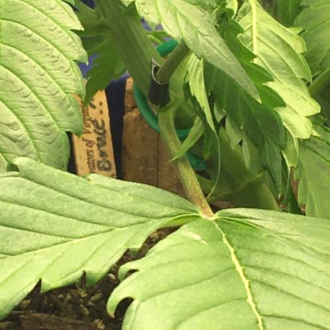 Bruce Banner growlog timeline photo