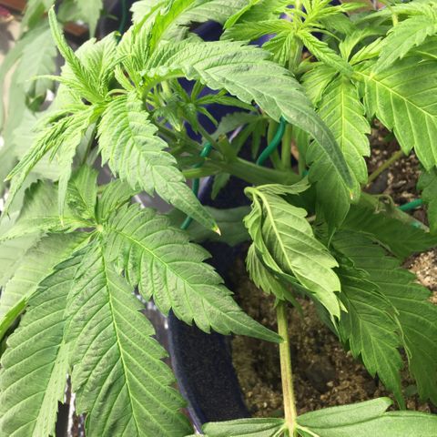 Bruce Banner growlog timeline photo