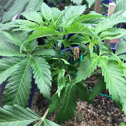 Bruce Banner growlog timeline photo