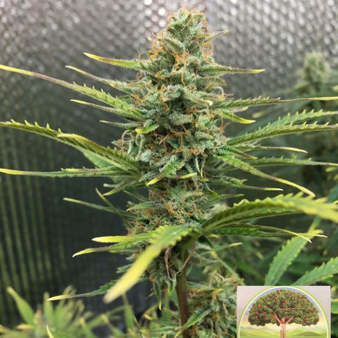 #epicgrowoff growlog timeline photo
