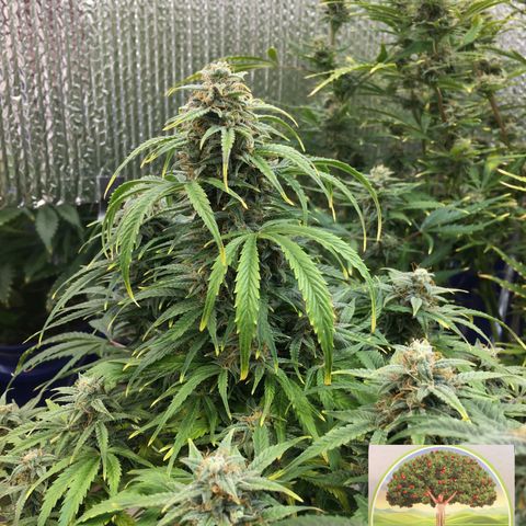 #epicgrowoff growlog timeline photo