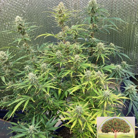 #epicgrowoff growlog timeline photo