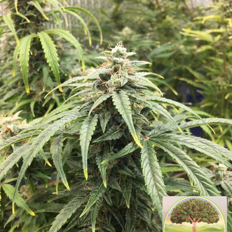 #epicgrowoff growlog timeline photo