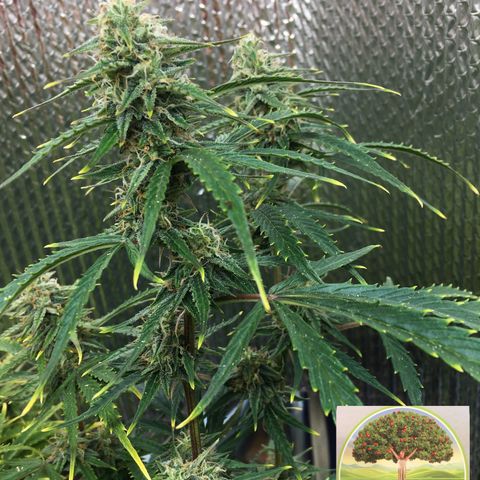 #epicgrowoff growlog timeline photo