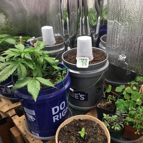 #epicgrowoff growlog timeline photo