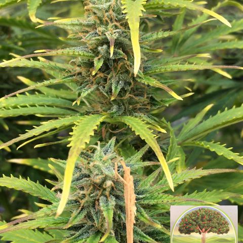 #epicgrowoff growlog timeline photo