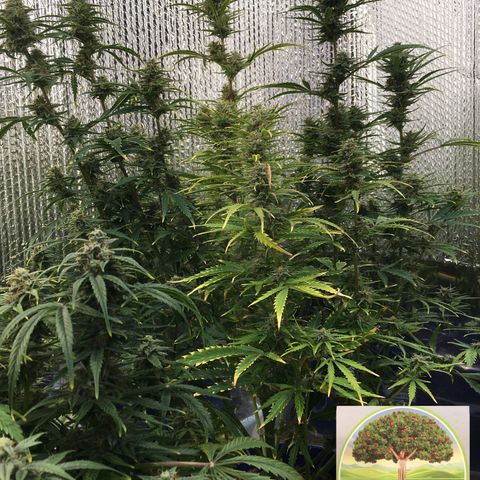 #epicgrowoff growlog timeline photo